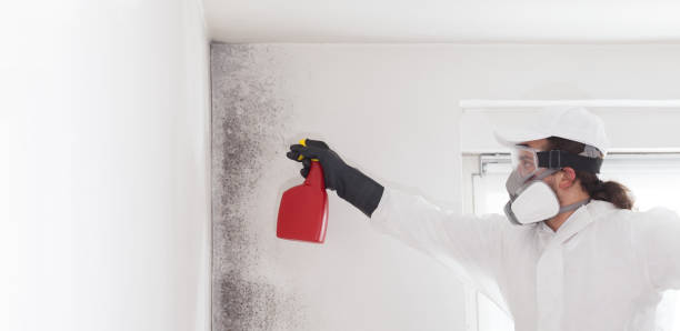 Best Toxic Mold Removal  in Sunset Beach, NC
